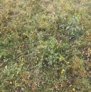 Eryngium ovinum at Red Hill, ACT - 29 Jan 2022 10:40 AM