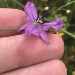 Arthropodium fimbriatum (Nodding Chocolate Lily) at Red Hill, ACT - 28 Jan 2022 by Tapirlord