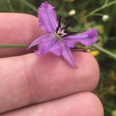 Arthropodium fimbriatum (Nodding Chocolate Lily) at Federal Golf Course - 28 Jan 2022 by Tapirlord