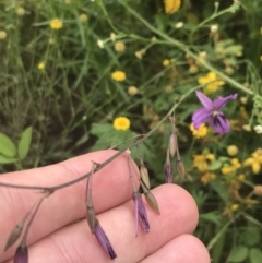 Arthropodium fimbriatum at Red Hill to Yarralumla Creek - 29 Jan 2022