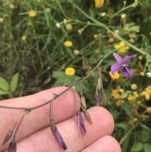 Arthropodium fimbriatum at Red Hill to Yarralumla Creek - 29 Jan 2022