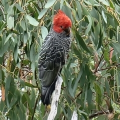 Callocephalon fimbriatum (Gang-gang Cockatoo) at ANBG South Annex - 29 Jan 2022 by jhotchin