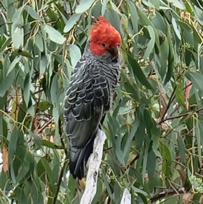 Callocephalon fimbriatum (Gang-gang Cockatoo) at Acton, ACT - 30 Jan 2022 by jhotchin