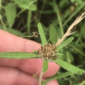 Euchiton sphaericus at Federal Golf Course - 29 Jan 2022