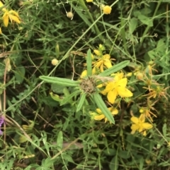 Euchiton sphaericus at Federal Golf Course - 29 Jan 2022