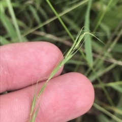 Microlaena stipoides (Weeping Grass) at Deakin, ACT - 28 Jan 2022 by Tapirlord