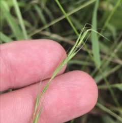 Microlaena stipoides at Deakin, ACT - 29 Jan 2022 10:45 AM