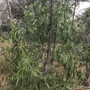 Acacia implexa at Deakin, ACT - 29 Jan 2022