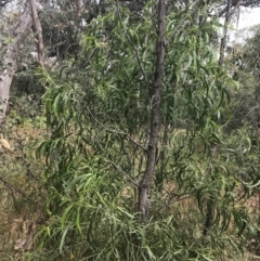 Acacia implexa at Deakin, ACT - 29 Jan 2022