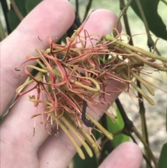 Amyema miquelii (Box Mistletoe) at Deakin, ACT - 29 Jan 2022 by Tapirlord