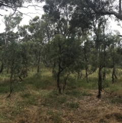 Eucalyptus polyanthemos subsp. polyanthemos (Red Box) at Deakin, ACT - 28 Jan 2022 by Tapirlord