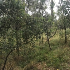 Eucalyptus polyanthemos subsp. polyanthemos at Deakin, ACT - 29 Jan 2022