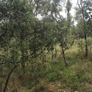Eucalyptus polyanthemos subsp. polyanthemos at Deakin, ACT - 29 Jan 2022