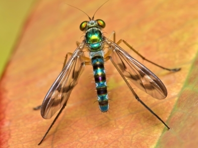 Heteropsilopus ingenuus (A long-legged fly) at Weston, ACT - 29 Jan 2022 by Kenp12