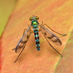 Austrosciapus connexus (Green long-legged fly) at Weston, ACT - 28 Jan 2022 by Kenp12