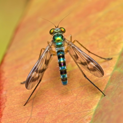 Heteropsilopus ingenuus (A long-legged fly) at Weston, ACT - 28 Jan 2022 by Kenp12
