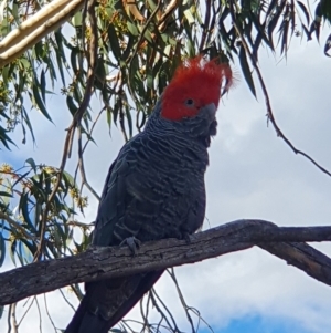 Callocephalon fimbriatum at Curtin, ACT - suppressed