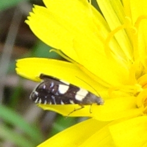 Glyphipterix chrysoplanetis at Reid, ACT - 15 Jan 2022 03:34 PM