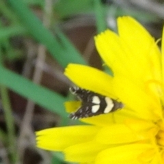 Glyphipterix chrysoplanetis at Reid, ACT - 15 Jan 2022