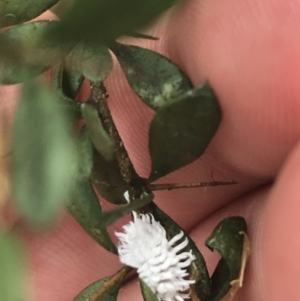 Cryptolaemus montrouzieri at Deakin, ACT - 29 Jan 2022 10:49 AM