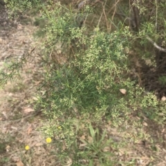 Cassinia quinquefaria (Rosemary Cassinia) at Red Hill Nature Reserve - 28 Jan 2022 by Tapirlord