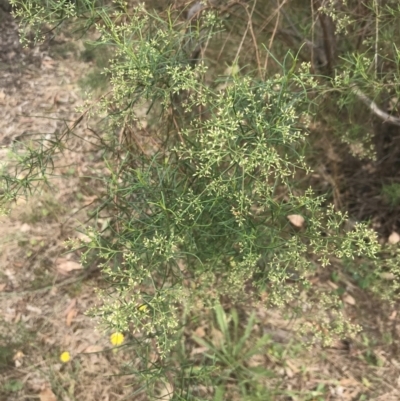 Cassinia quinquefaria (Rosemary Cassinia) at Red Hill Nature Reserve - 28 Jan 2022 by Tapirlord