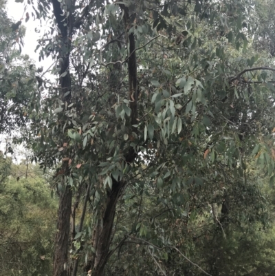 Eucalyptus dives (Broad-leaved Peppermint) at Deakin, ACT - 28 Jan 2022 by Tapirlord