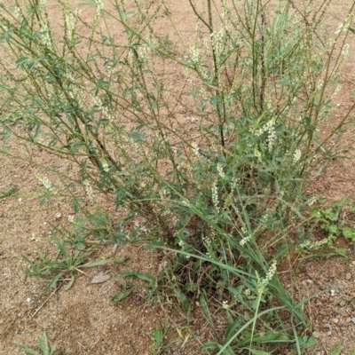 Melilotus albus (Bokhara) at Molonglo River Reserve - 30 Jan 2022 by abread111