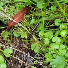 Paradoxosomatidae sp. (family) (Millipede) at Tinderry Mountains - 30 Jan 2022 by TinderryJulie