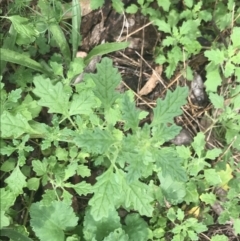 Dysphania pumilio (Small Crumbweed) at Deakin, ACT - 29 Jan 2022 by Tapirlord