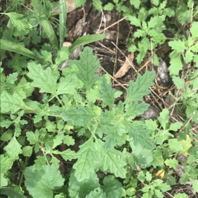 Dysphania pumilio (Small Crumbweed) at Deakin, ACT - 29 Jan 2022 by Tapirlord