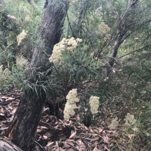 Cassinia longifolia at Deakin, ACT - 29 Jan 2022 10:51 AM