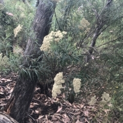 Cassinia longifolia (Shiny Cassinia, Cauliflower Bush) at Red Hill Nature Reserve - 28 Jan 2022 by Tapirlord