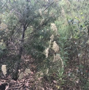 Cassinia longifolia at Deakin, ACT - 29 Jan 2022 10:51 AM