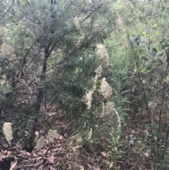 Cassinia longifolia at Deakin, ACT - 29 Jan 2022