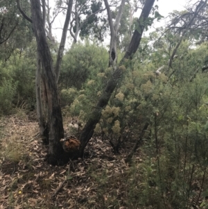 Cassinia longifolia at Deakin, ACT - 29 Jan 2022