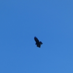 Aquila audax (Wedge-tailed Eagle) at Numeralla, NSW - 26 Jan 2022 by SteveBorkowskis