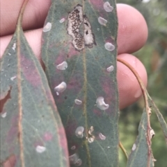 Cardiaspina albitextura (White Lace Lerp) at Red Hill Nature Reserve - 28 Jan 2022 by Tapirlord