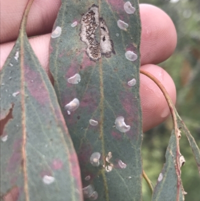 Cardiaspina albitextura (White Lace Lerp) at Red Hill Nature Reserve - 28 Jan 2022 by Tapirlord