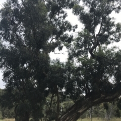 Eucalyptus melliodora (Yellow Box) at Red Hill to Yarralumla Creek - 28 Jan 2022 by Tapirlord