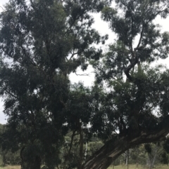 Eucalyptus melliodora (Yellow Box) at Red Hill to Yarralumla Creek - 29 Jan 2022 by Tapirlord