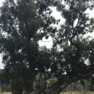 Eucalyptus melliodora at Hughes, ACT - 29 Jan 2022