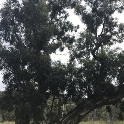 Eucalyptus melliodora (Yellow Box) at Red Hill to Yarralumla Creek - 28 Jan 2022 by Tapirlord