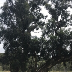 Eucalyptus melliodora at Hughes, ACT - 29 Jan 2022