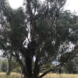 Eucalyptus viminalis at GG102 - 29 Jan 2022