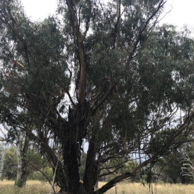 Eucalyptus viminalis (Ribbon Gum) at Hughes Grassy Woodland - 29 Jan 2022 by Tapirlord