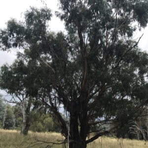 Eucalyptus viminalis at GG102 - 29 Jan 2022