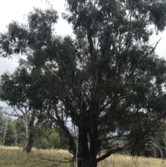 Eucalyptus viminalis at Hughes, ACT - 29 Jan 2022