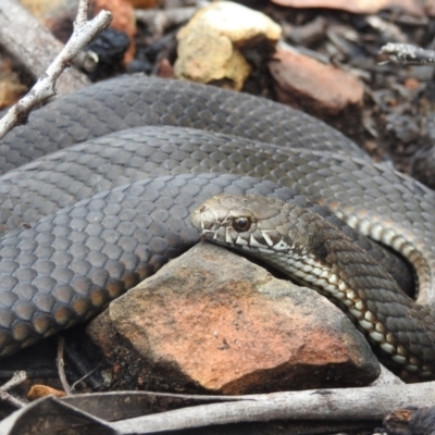 Austrelaps ramsayi (Highlands Copperhead) at Monga National Park - 30 Jan 2022 by HelenCross