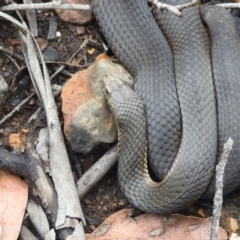 Austrelaps ramsayi at Monga, NSW - 30 Jan 2022